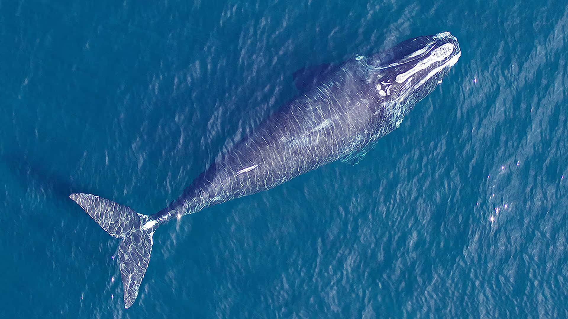 Aerial Viewof Bowhead Whale Wallpaper