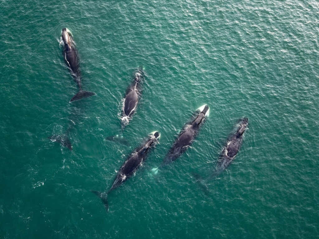 Aerial Viewof Bowhead Whales Swimming Wallpaper