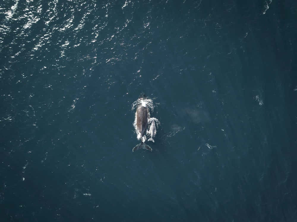 Aerial Viewof Gray Whalein Ocean Wallpaper