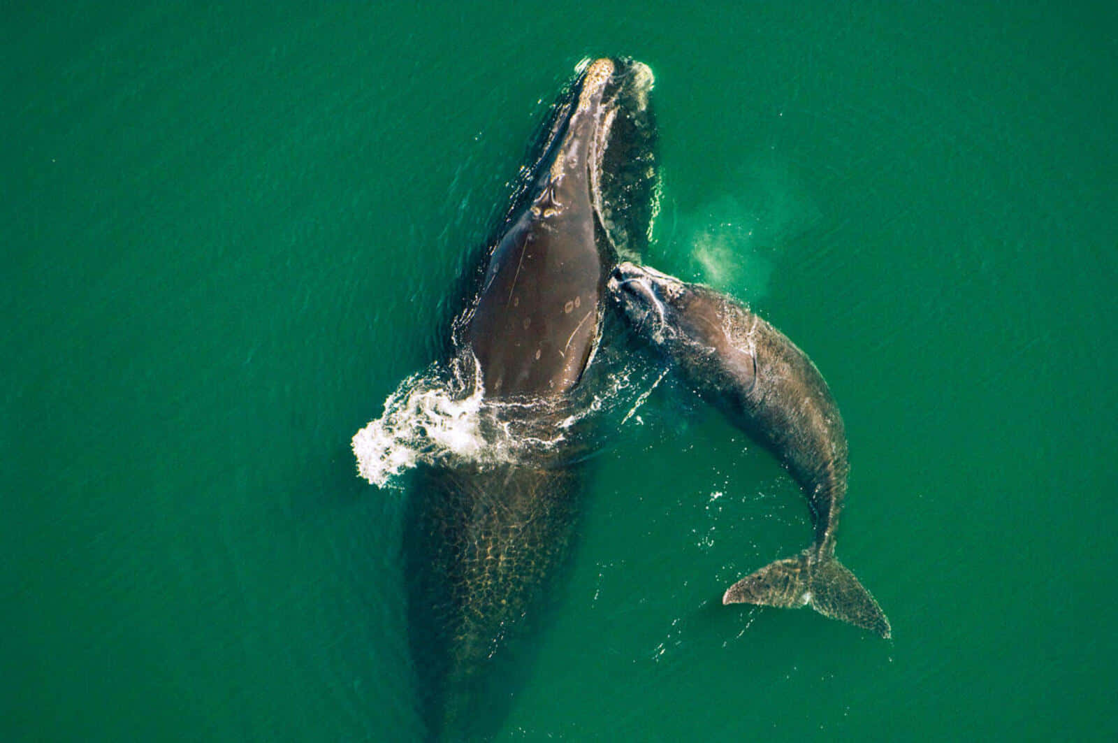 Aerial Viewof Right Whale Swimming Wallpaper