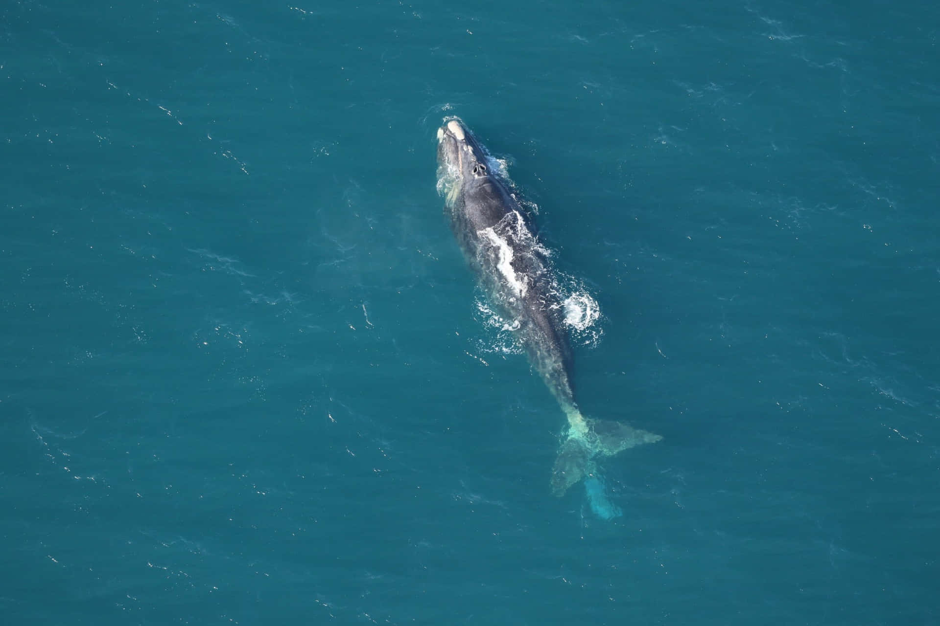 Aerial Viewof Right Whale Swimming Wallpaper