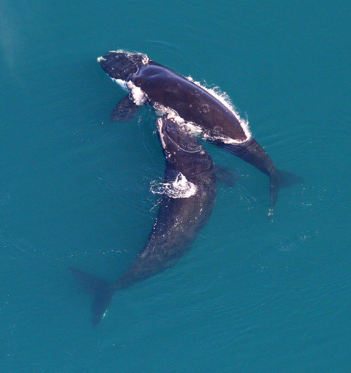 Aerial Viewof Right Whaleand Calf Wallpaper