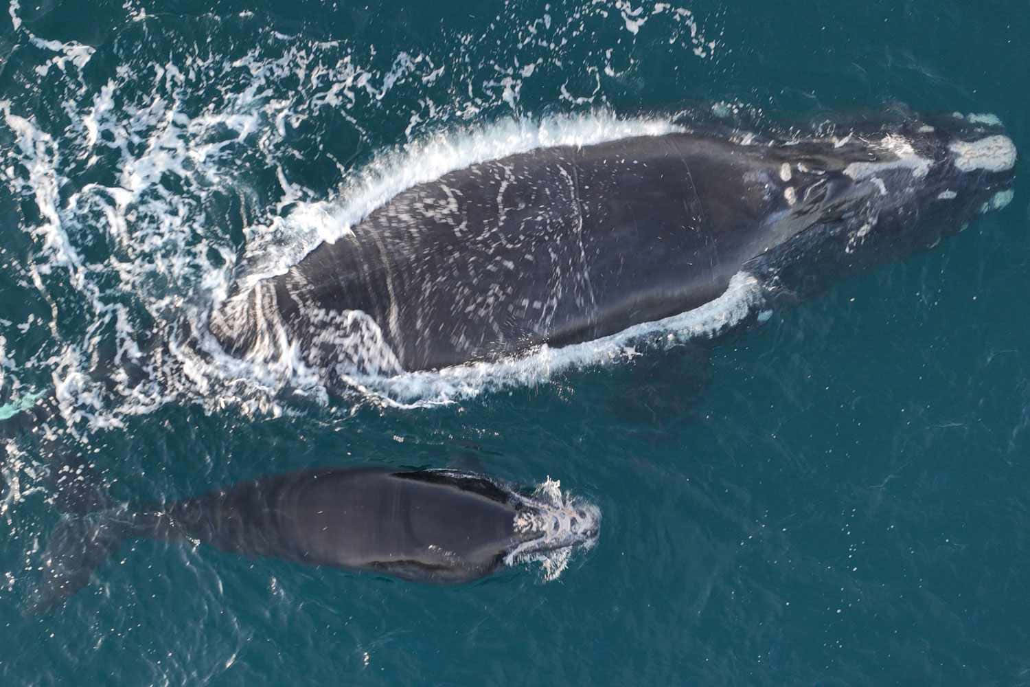 Aerial Viewof Right Whales Swimming Wallpaper