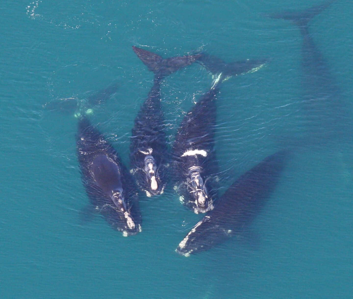 Aerial Viewof Right Whales Swimming Wallpaper