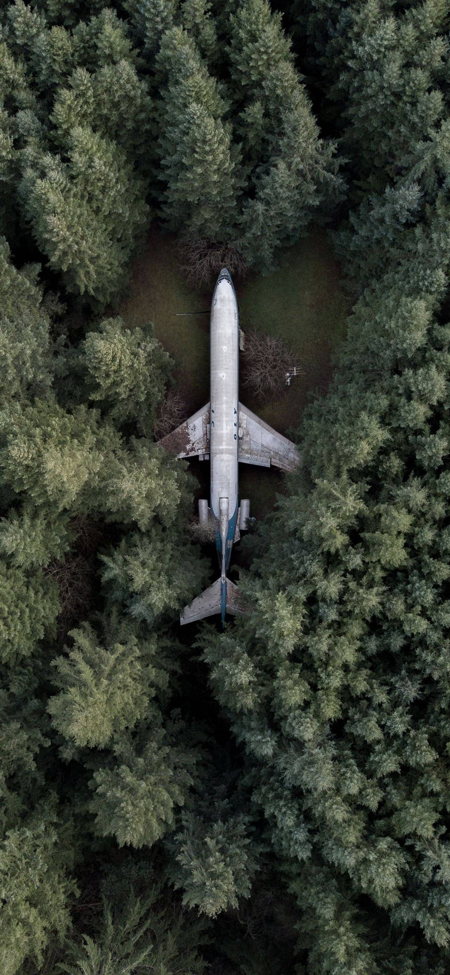 Aeroplane Pine Trees Wallpaper