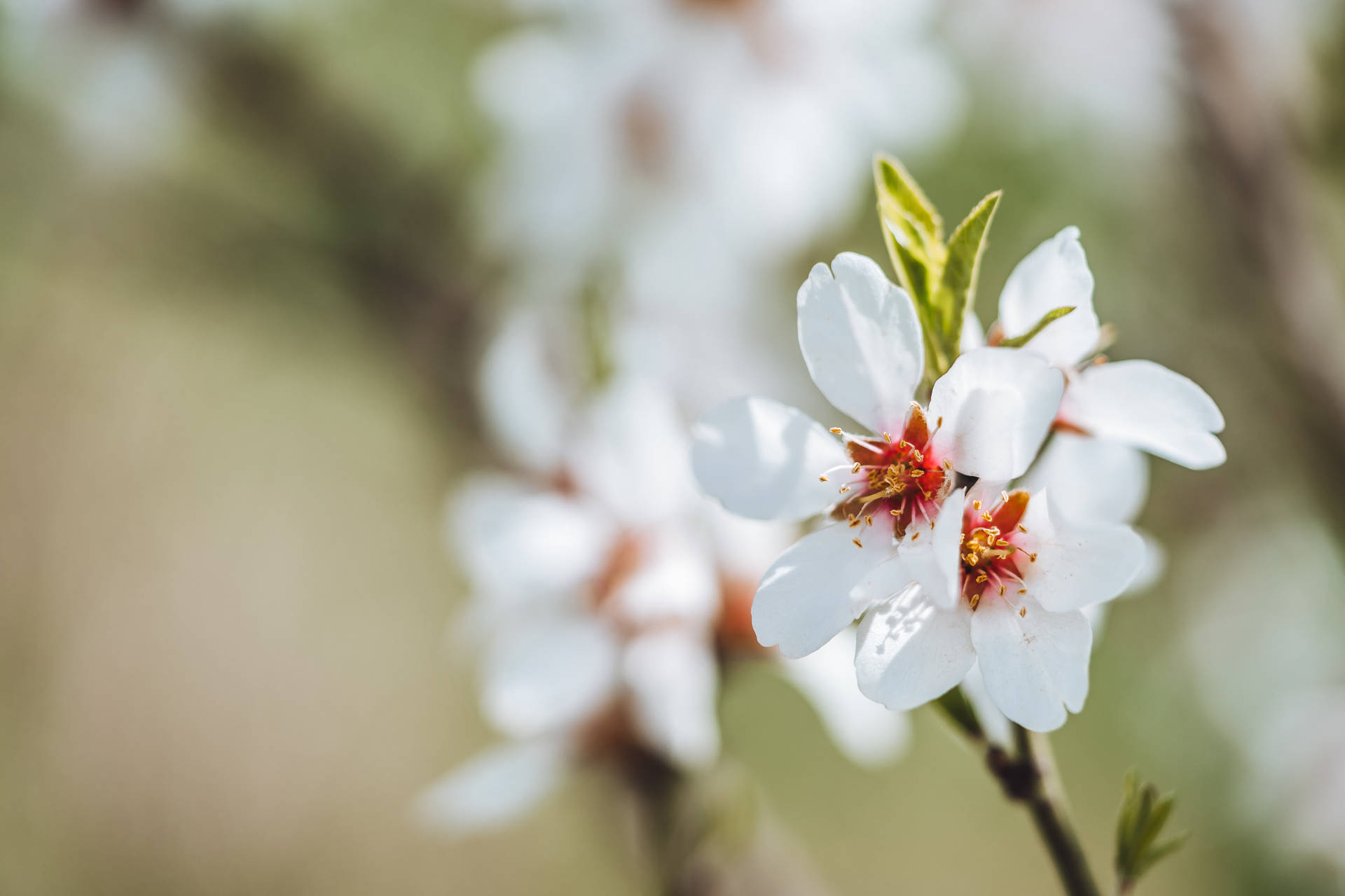 Æstetisk Blomst Almond Blossoms Wallpaper