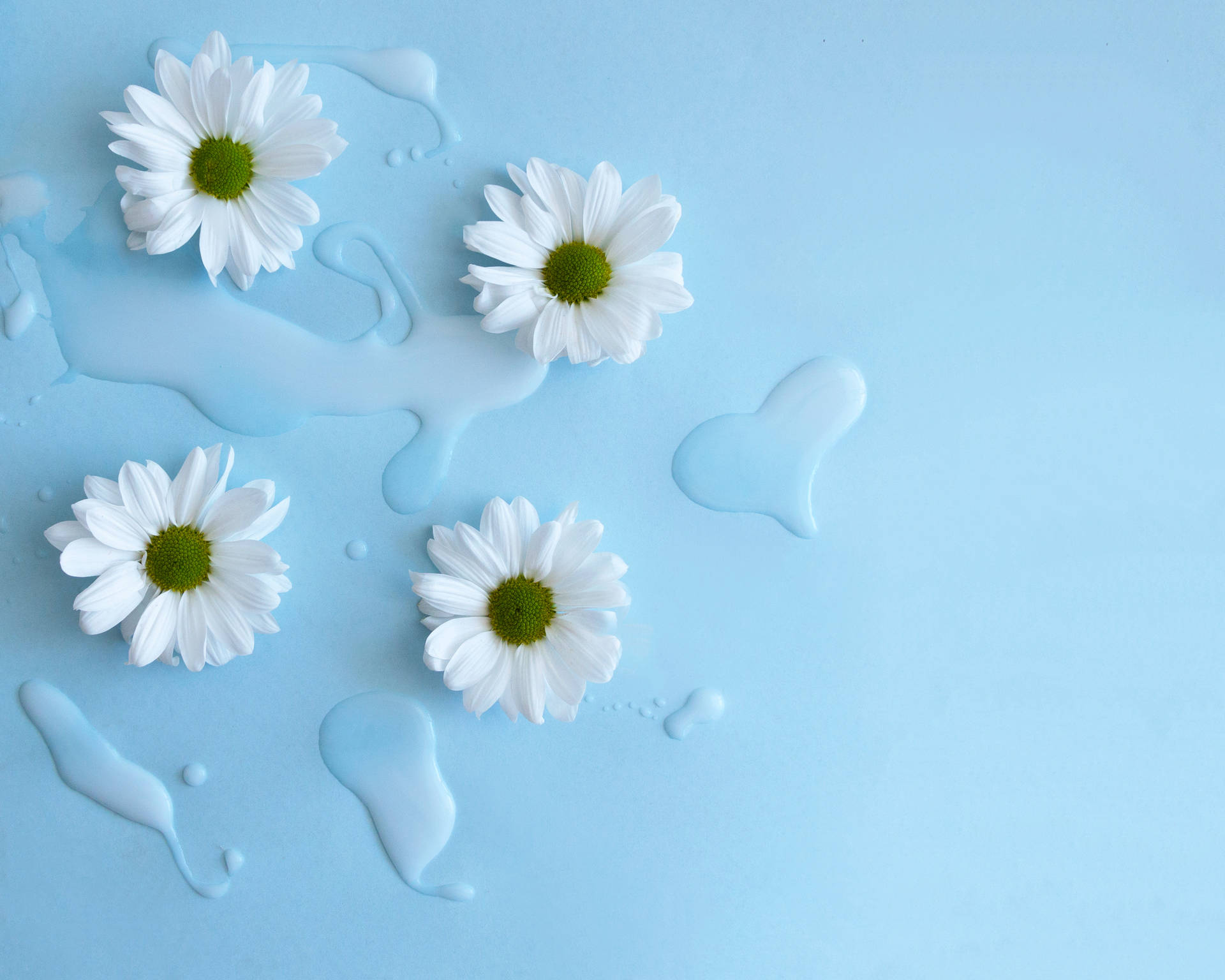 Æstetisk Blomst White Daisy Wallpaper