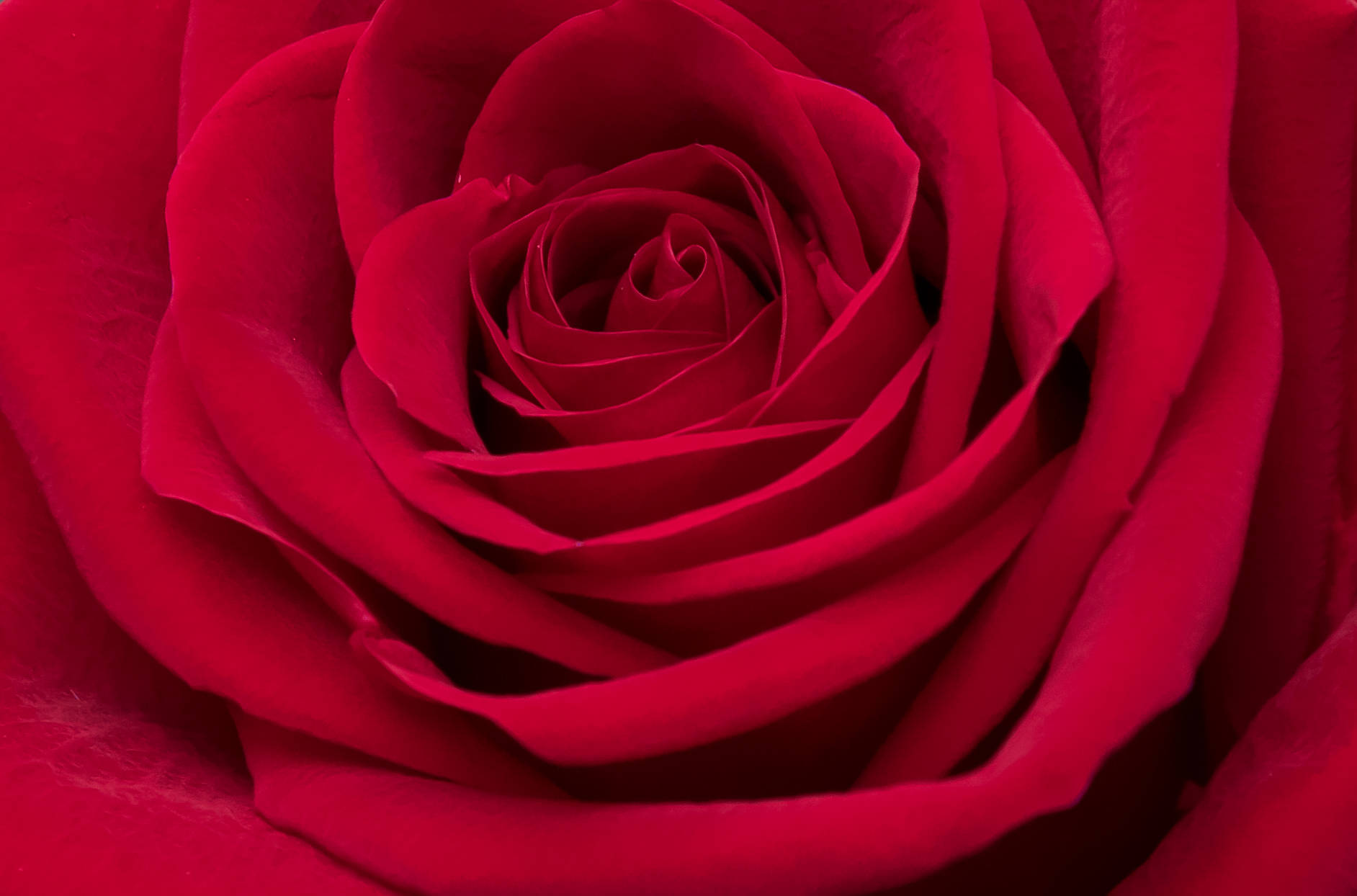 Æstetisk Rose Close-up Wallpaper