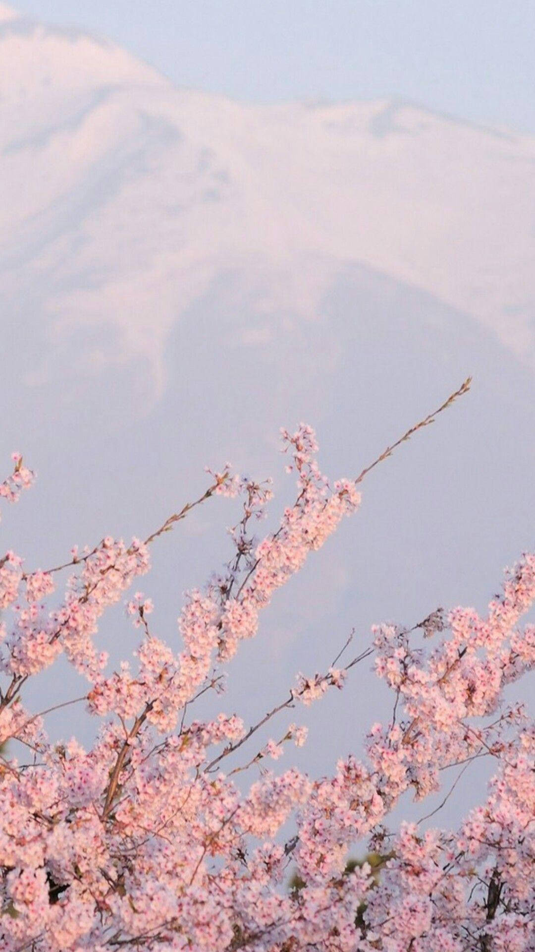 Æstetisk Tumblr Sakura Blomster Wallpaper