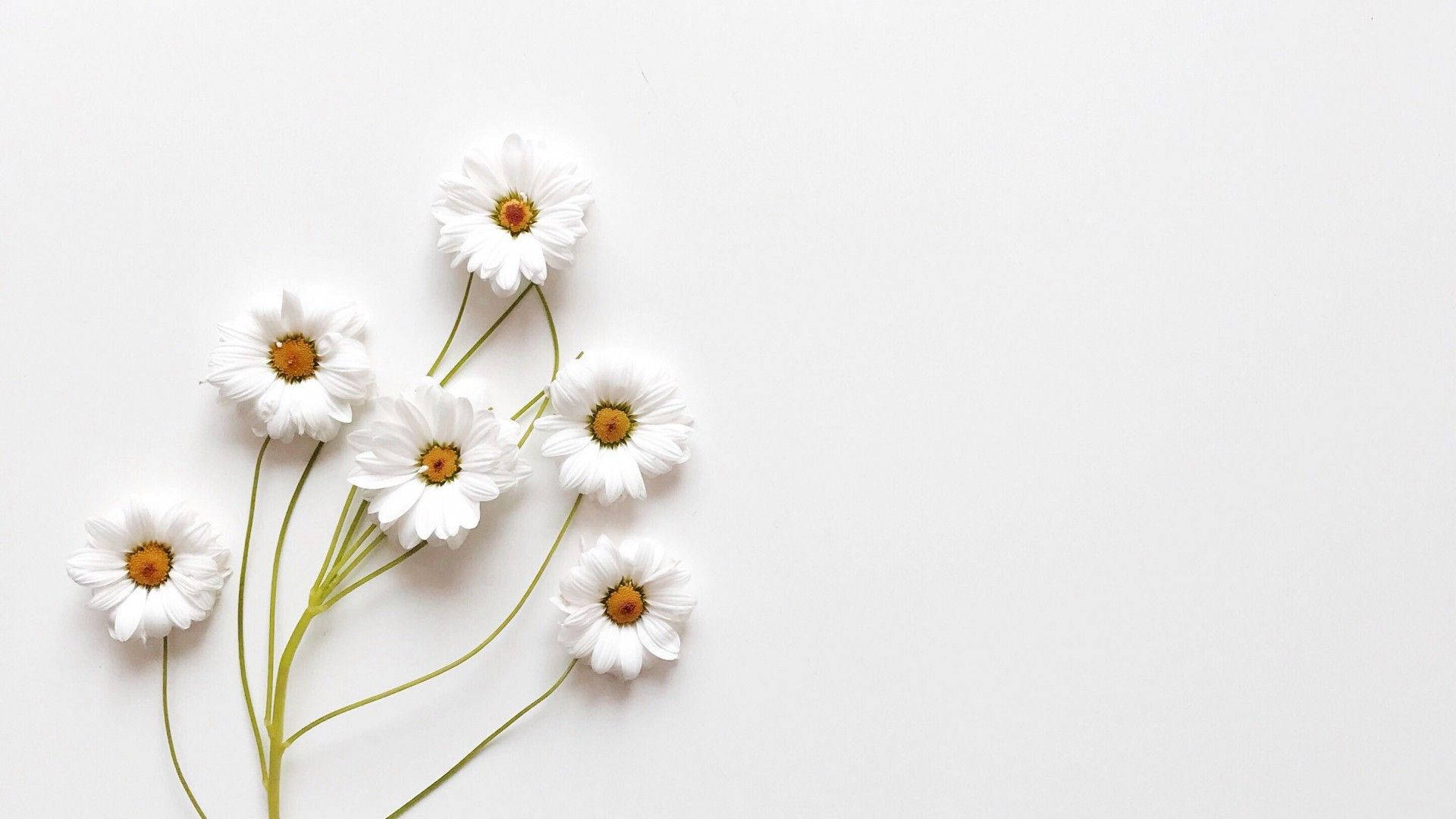 Æstetiske Hvide Dejlige Blomster Wallpaper