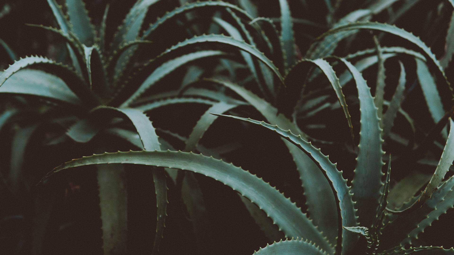 Plantasde Aloe Vera Estéticas. Papel de Parede