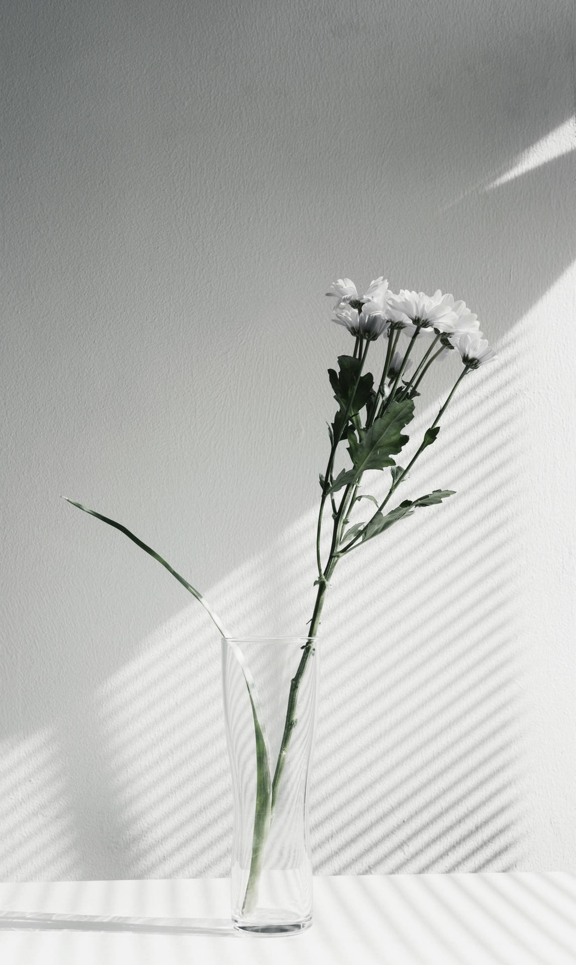 Aesthetic And Minimalist Flower Picture