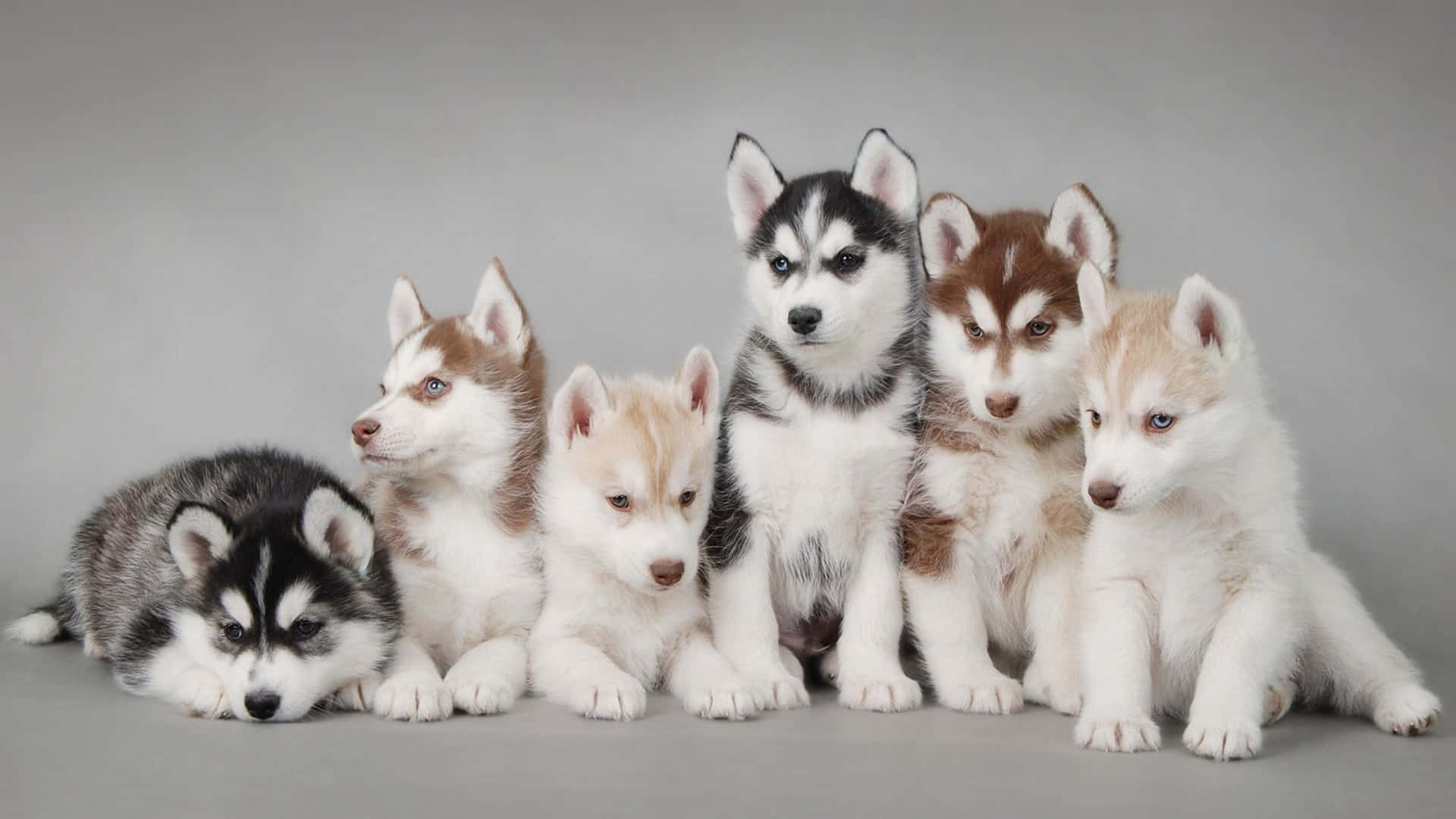 A Group Of Husky Puppies Posing In Front Of A Gray Background Wallpaper