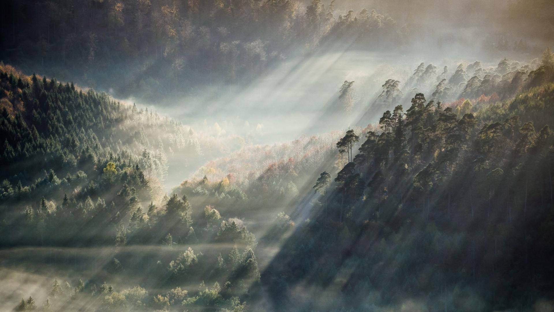 Aesthetic Anime Desktop Forest Under Sun Wallpaper