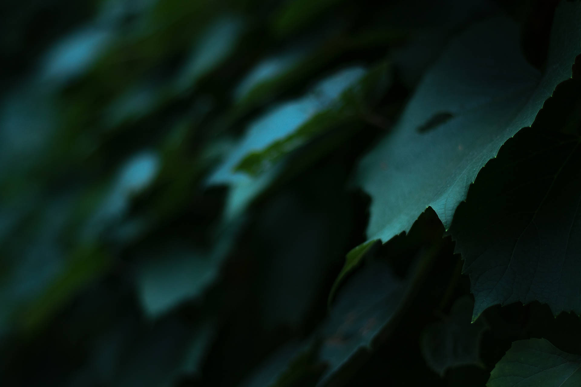 Aesthetic Art Dark Green Leaves Background