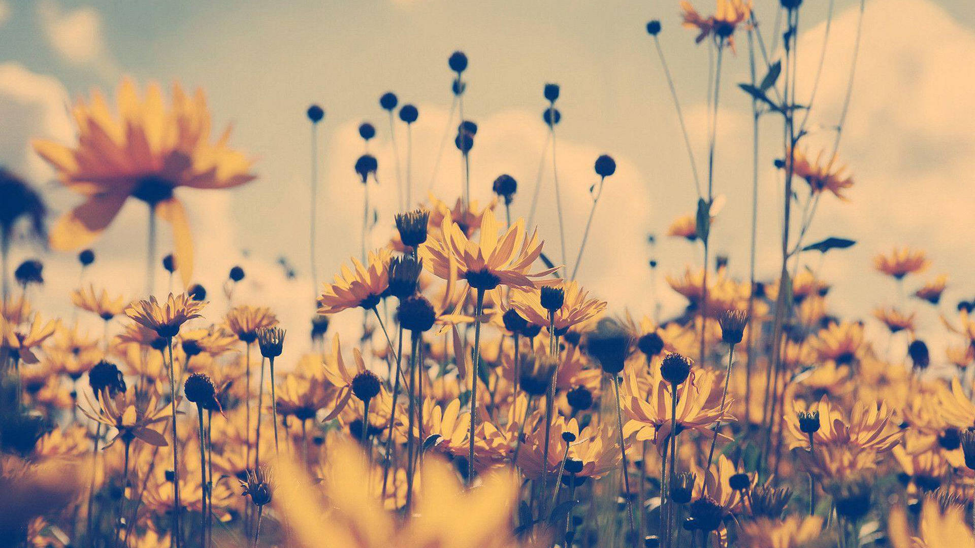 Aesthetic Art Yellow Flowers Picture