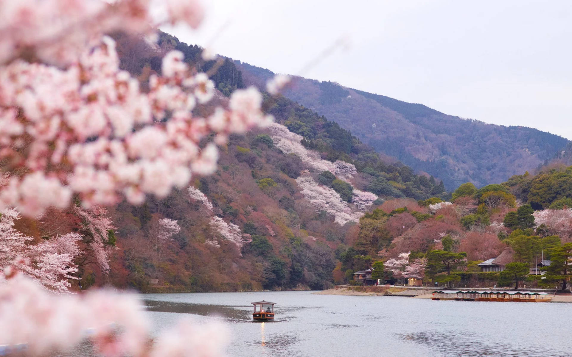 Aesthetic Asian City Kyoto Cherry Blossom Wallpaper