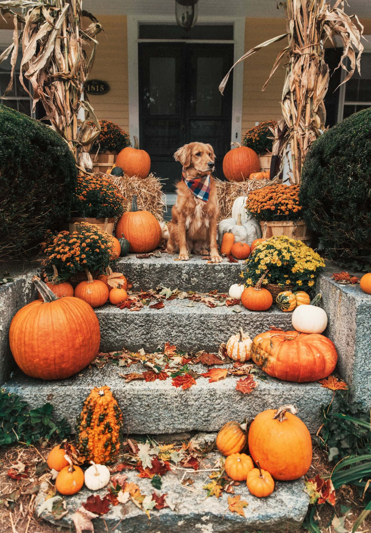 Aesthetic Autumn Halloween Dog Sitting On The Porch Steps Wallpaper