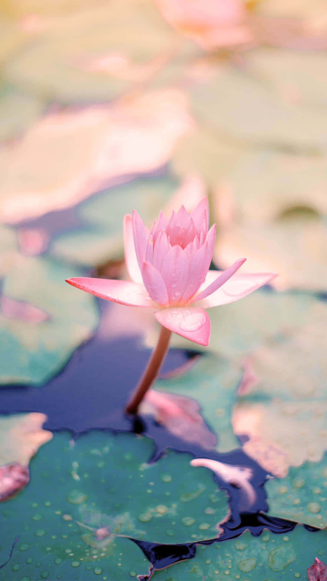 Aesthetic Baby Pink Lotus Wallpaper