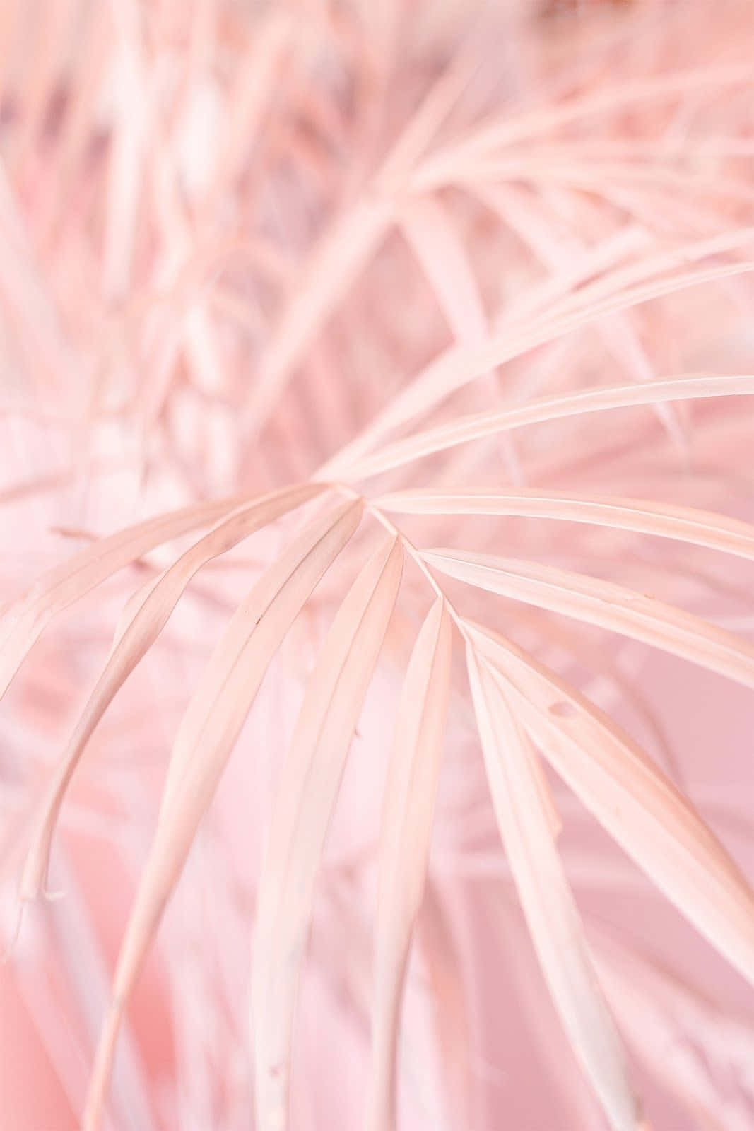 Aesthetic Baby Pink Palm Tree Wallpaper