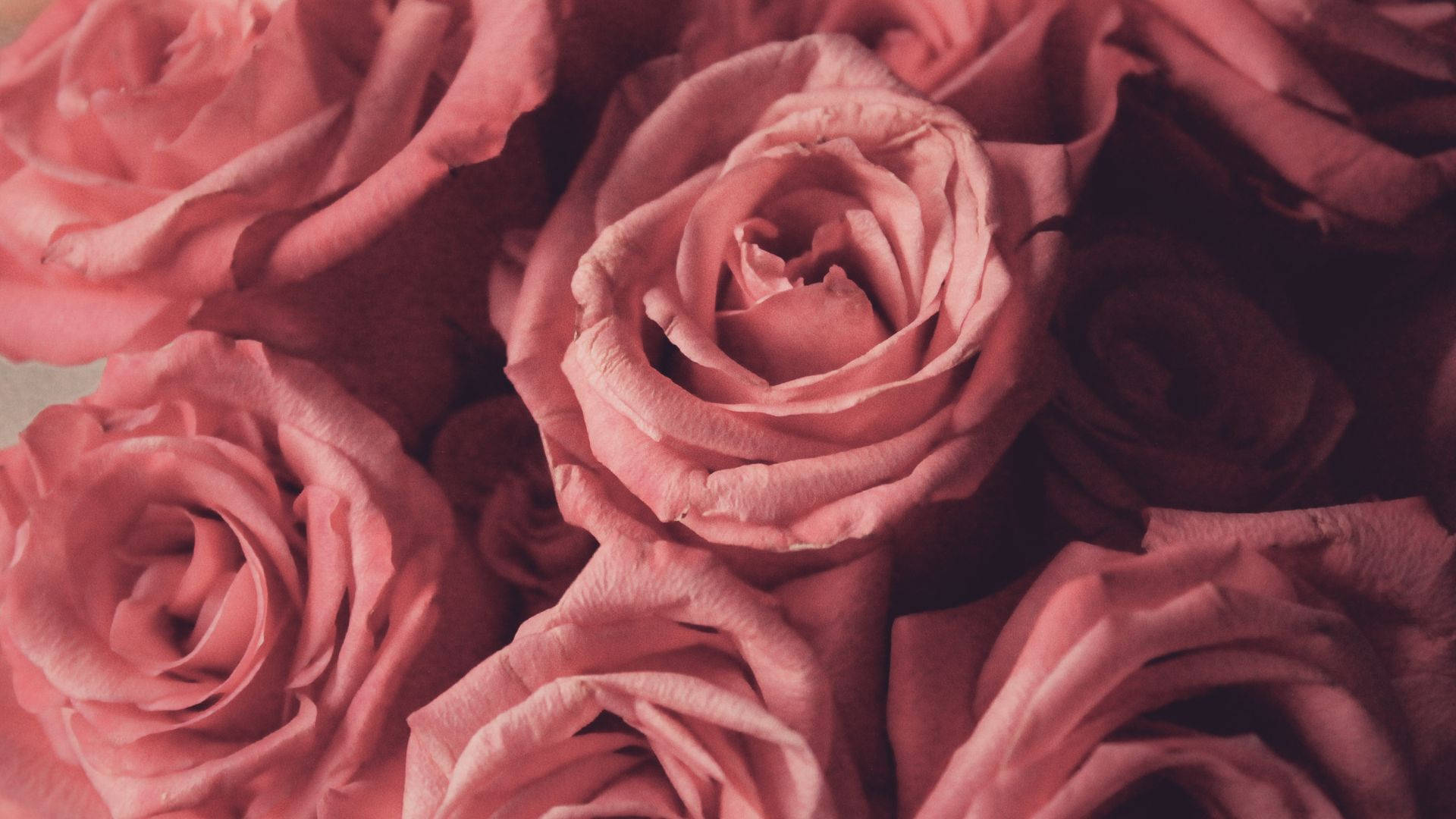 Aesthetic Baby Pink Roses Picture