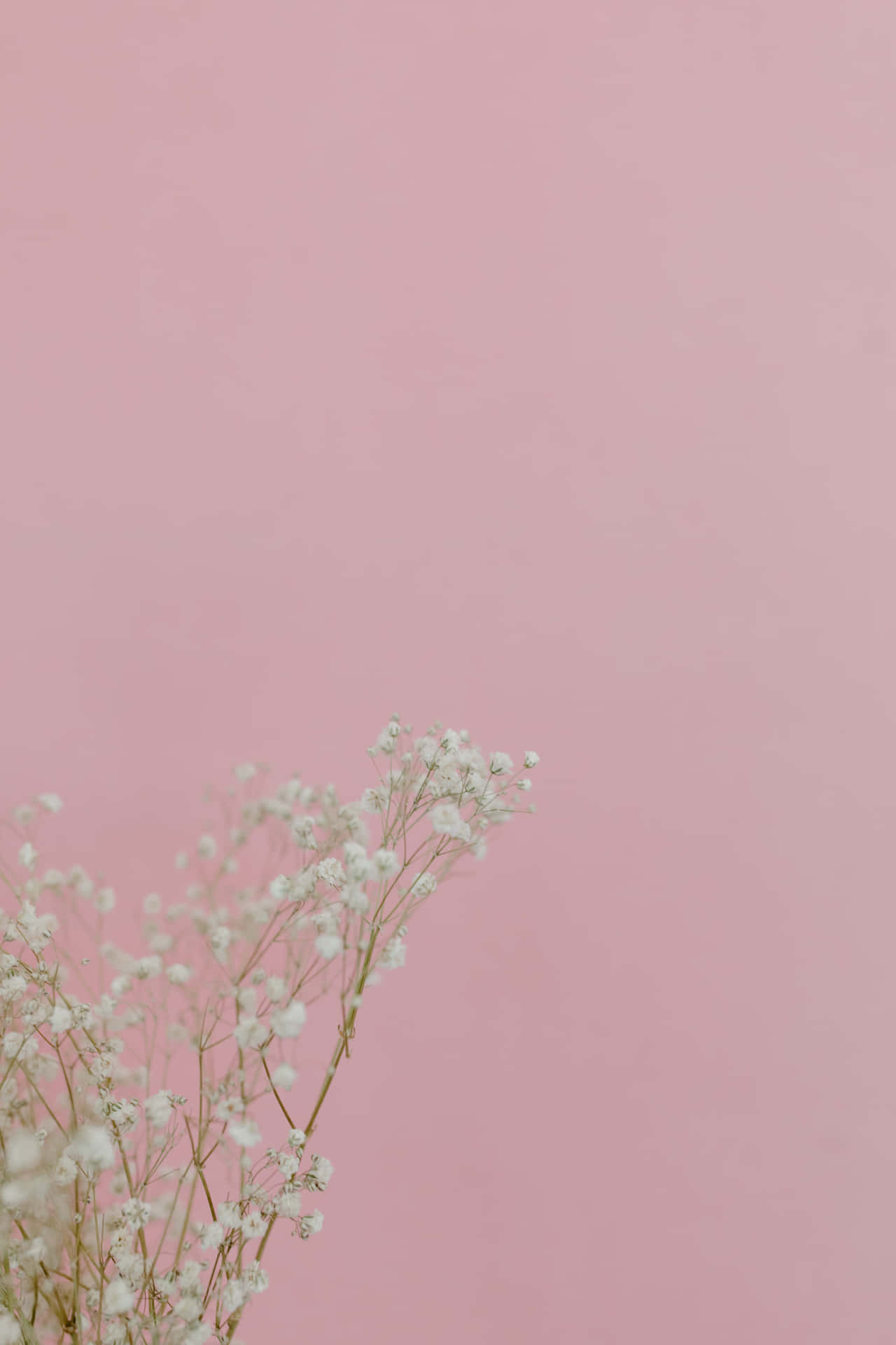 Hazuna Declaración Con Estética Color Rosa Bebé. Fondo de pantalla