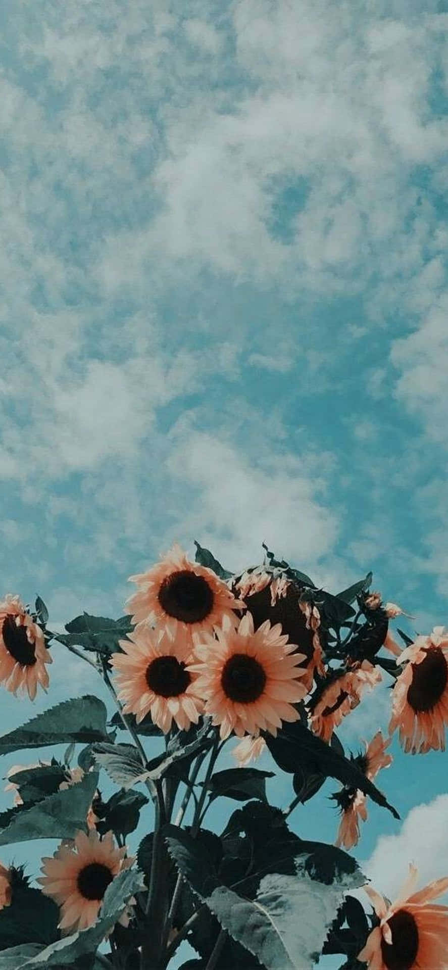 Sunflowers And Sky Aesthetic Background