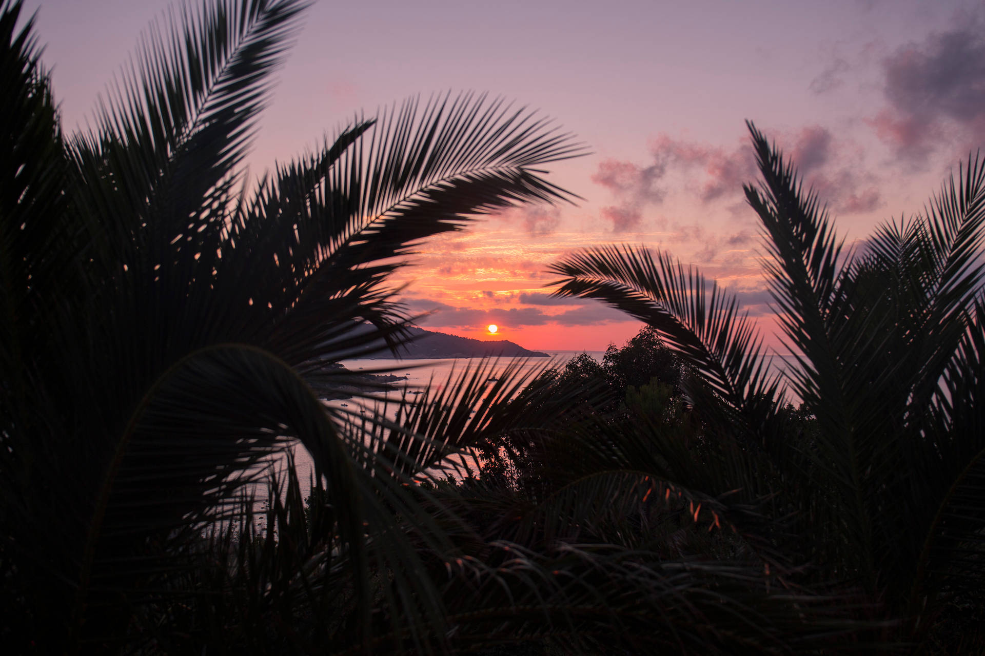 Aesthetic wallpaper of beach sunset with silhouette of palm trees. 