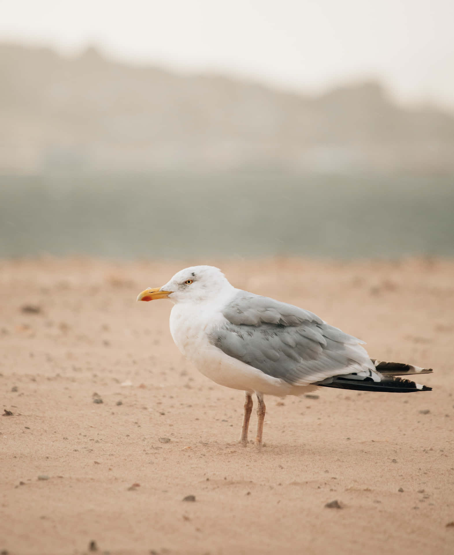A Seagull Standing On The Beach