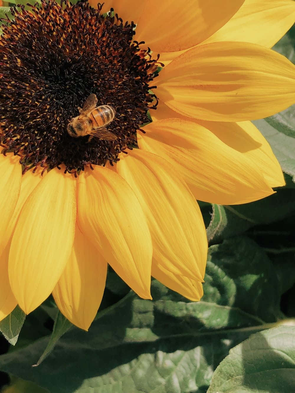 Vibrant Aesthetic Bee Exploring Nature Wallpaper