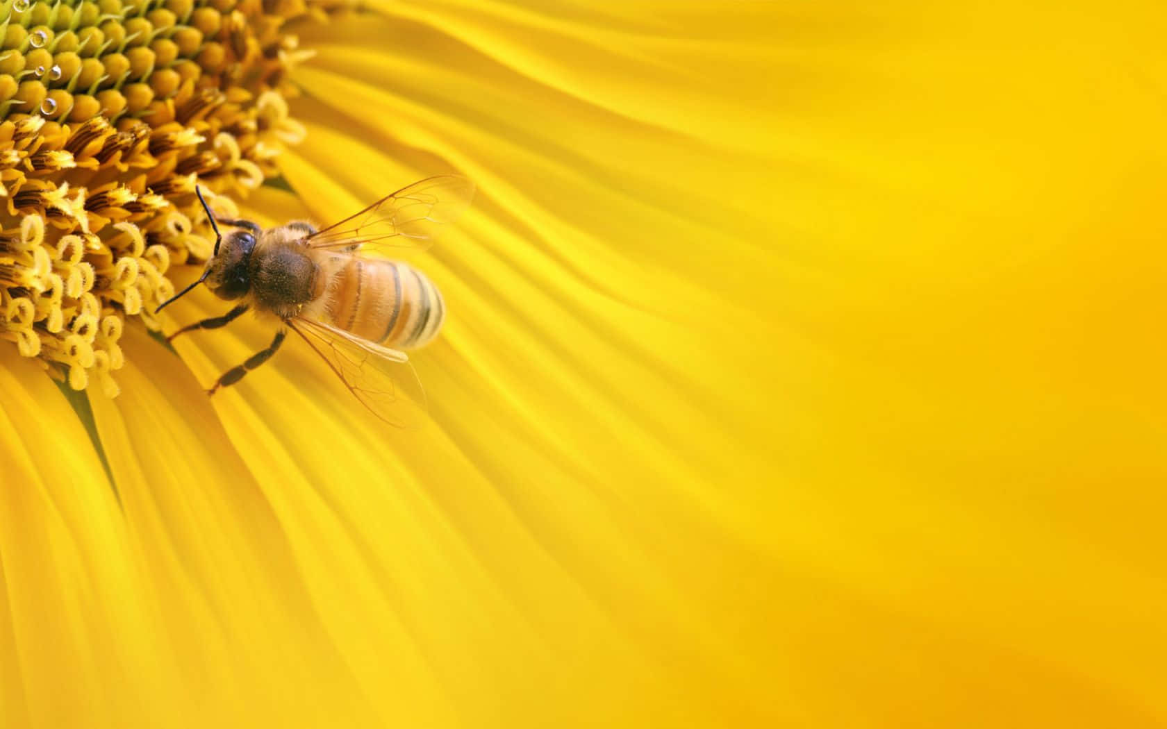 Unaabeja Estética Y Vibrante En Una Flor Fondo de pantalla