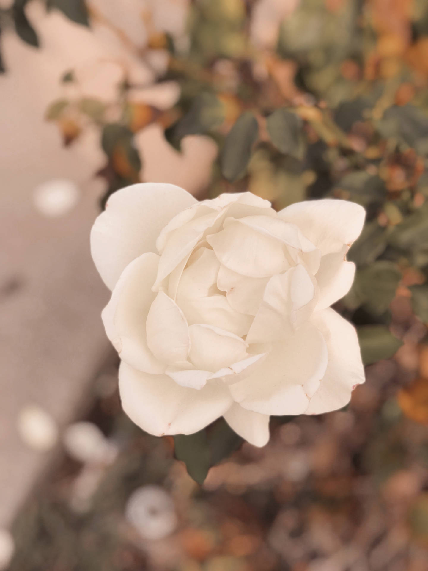 Aesthetic Beige Flower Picture
