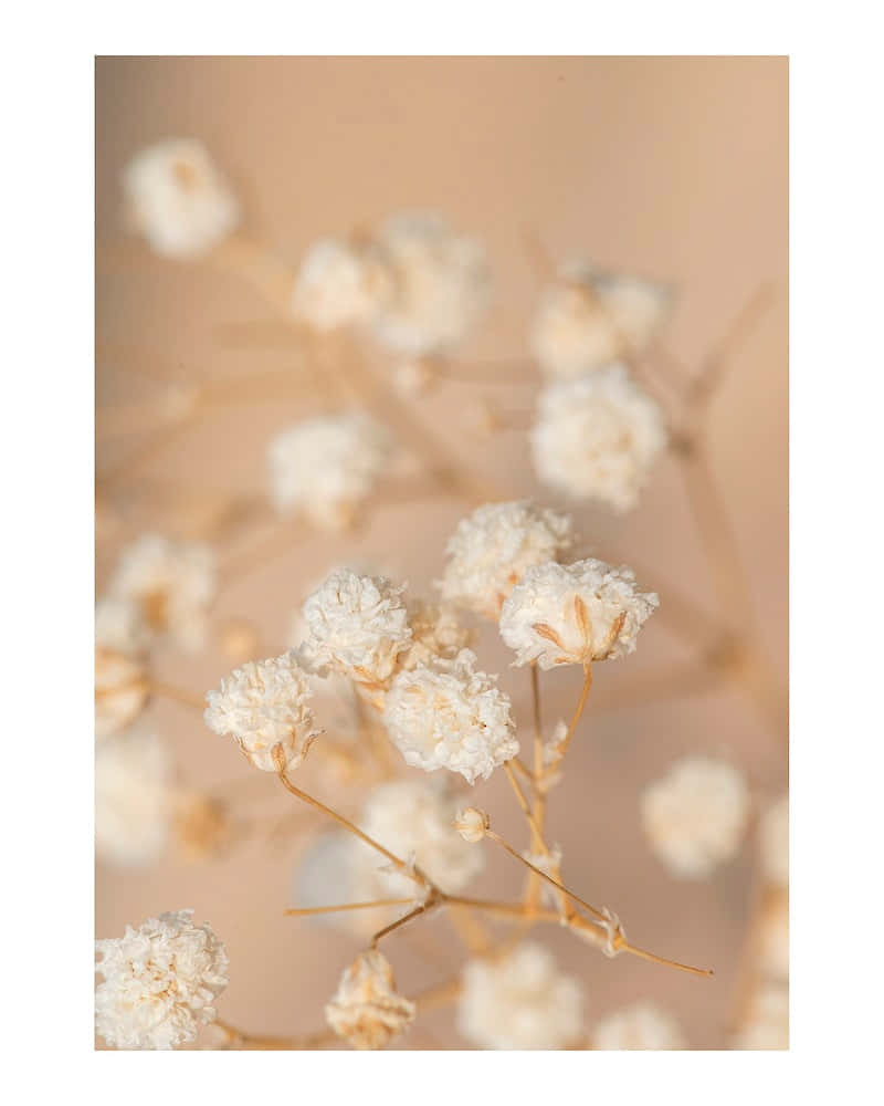 A Close Up Of Some White Flowers On A Beige Background