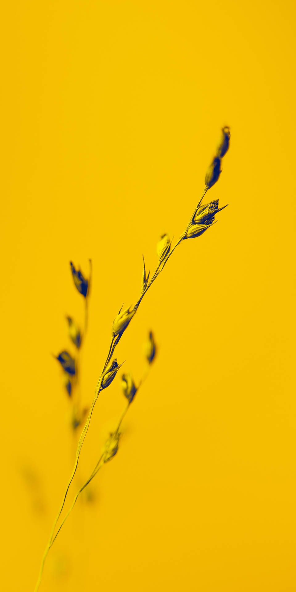 Estetiskablomknoppar Och Växter Av 'bentgrass' Som Blommar På Dator- Eller Mobilbakgrundsbilder. Wallpaper