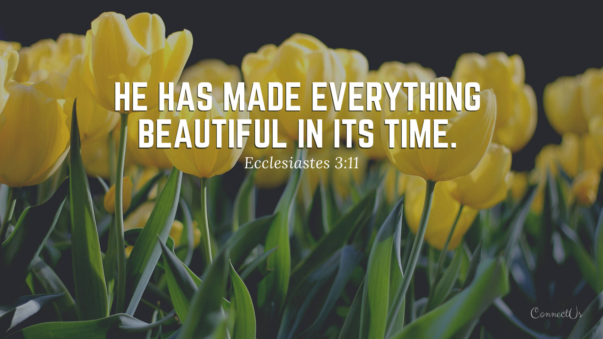 Aesthetic Bible Verse Ecclesiastes 3:11 Background