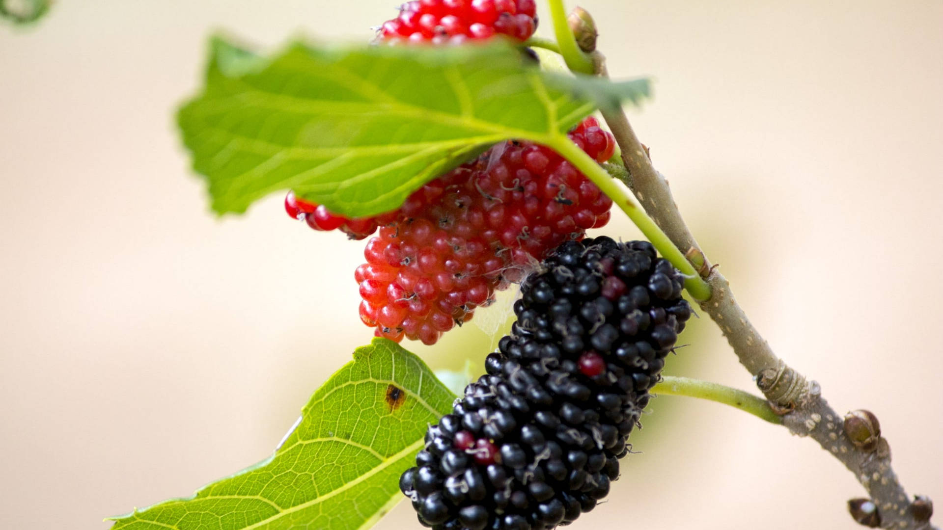Æstetisk sort og rød mulberry-frugter og blade tapet Wallpaper