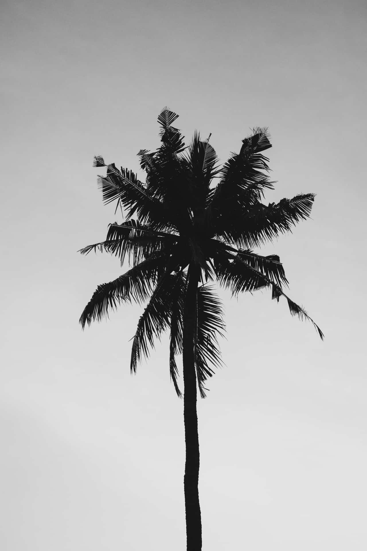 A Black And White Photo Of A Palm Tree