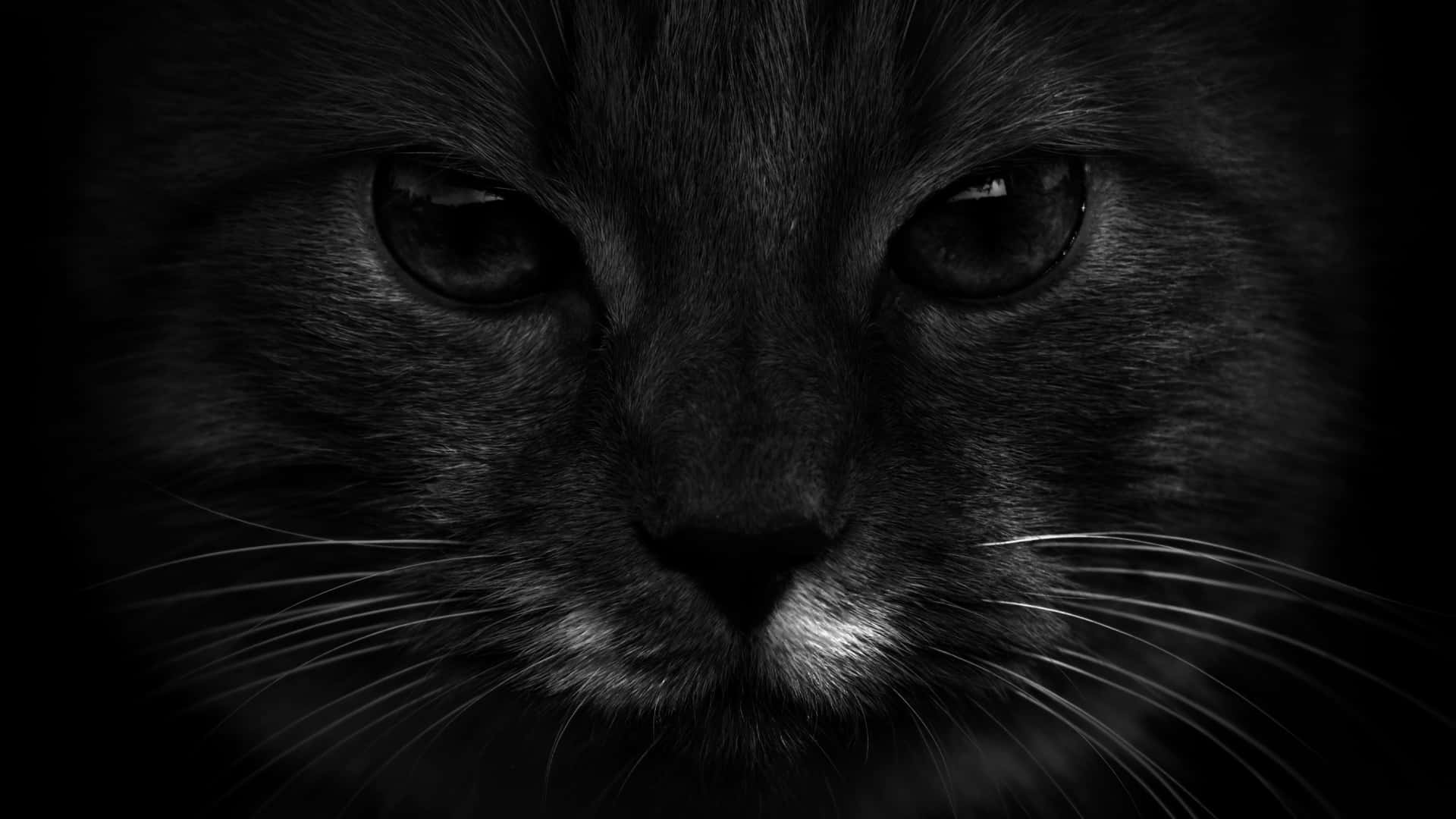 Cat's Face Aesthetic Black Background