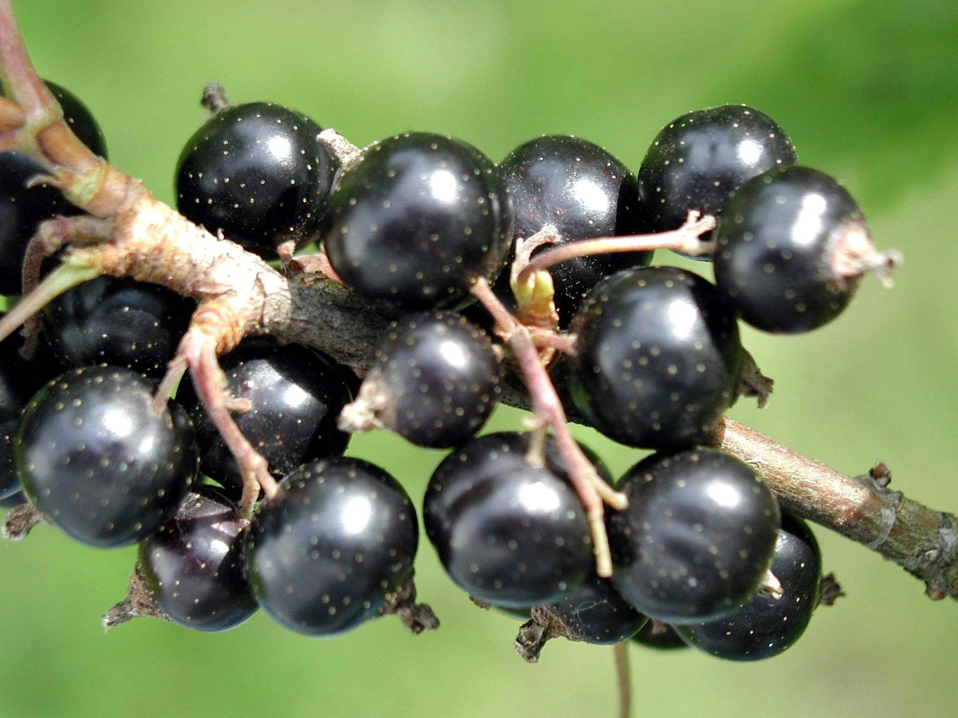 Estéticade Una Planta De Tallo De Fruta Negra De Grosella Fondo de pantalla
