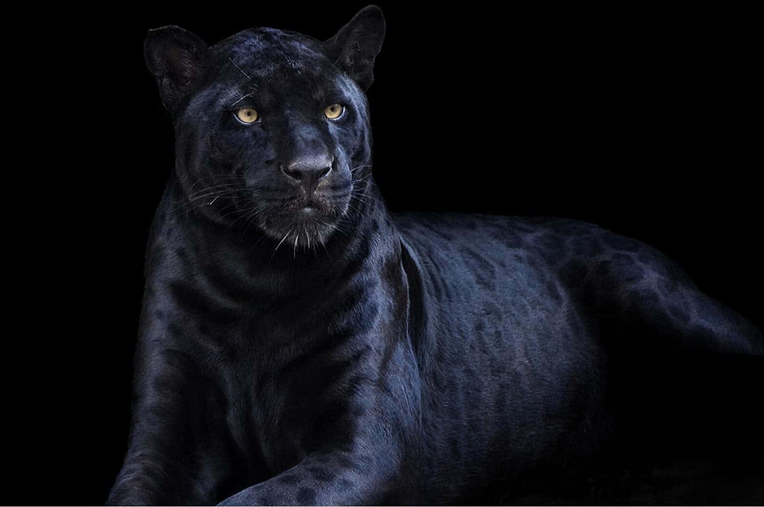 A Black Leopard Is Sitting In The Dark