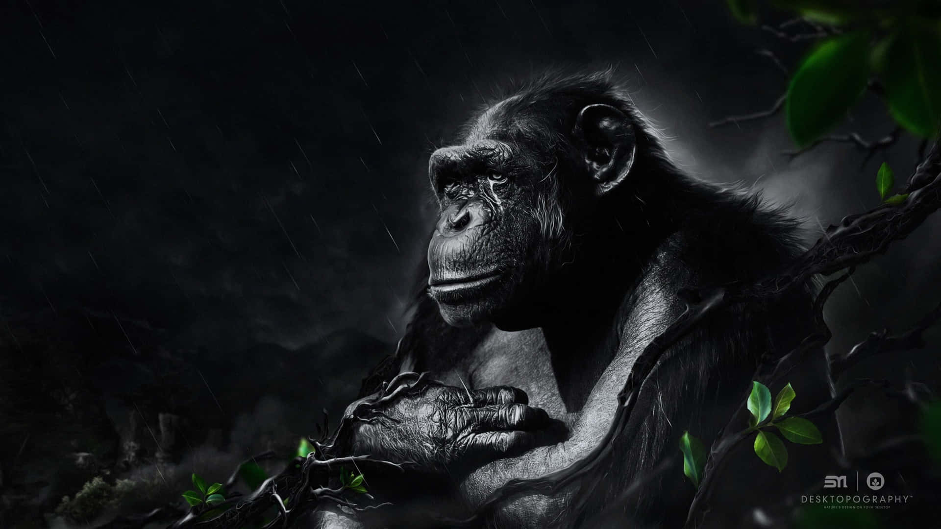 A Chimpanzee Sitting In The Rain