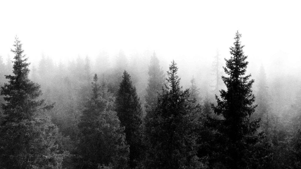 tumblr black and white trees