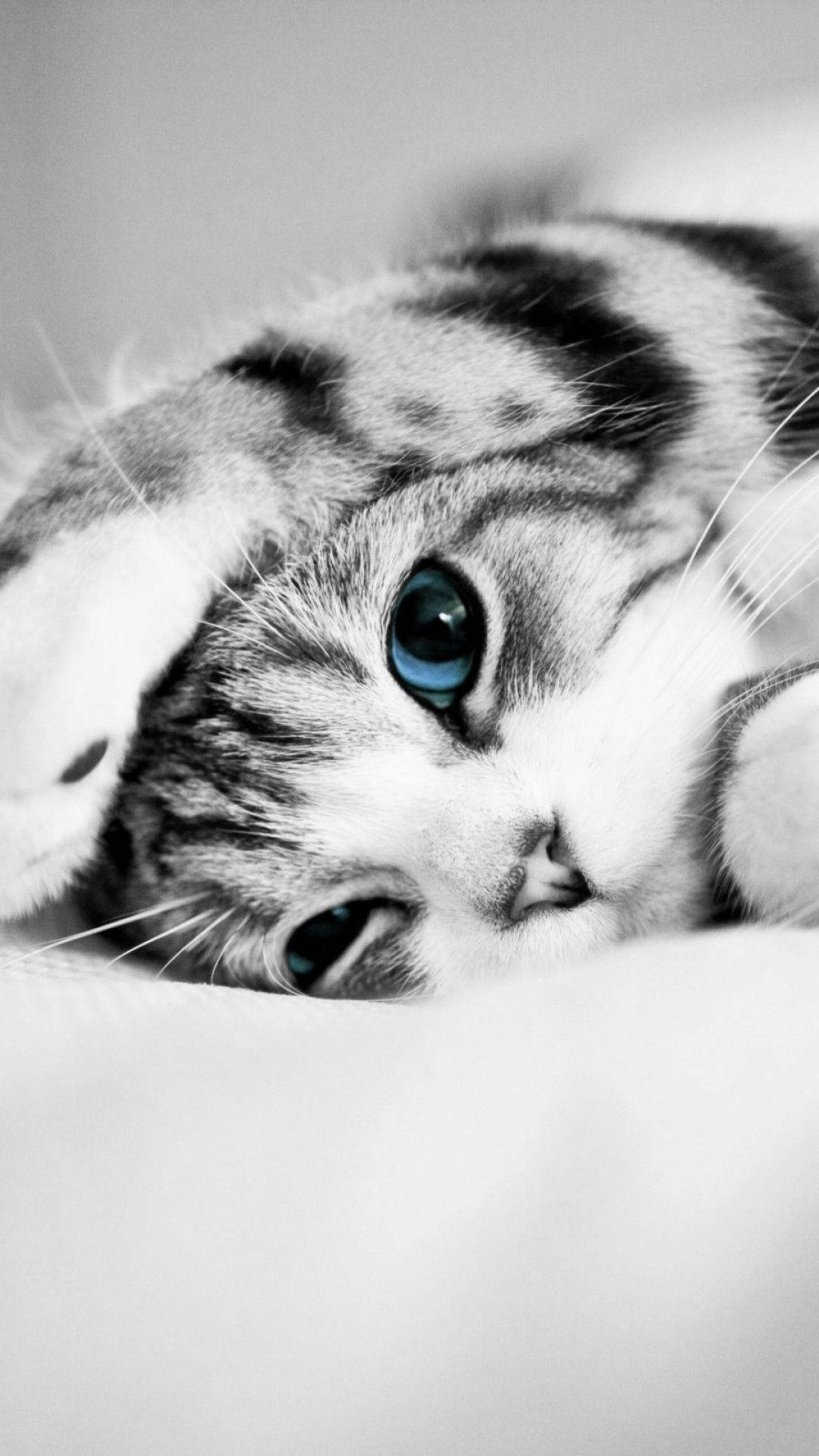 Aesthetic Blue Eyed Tabby Cat Iphone Background