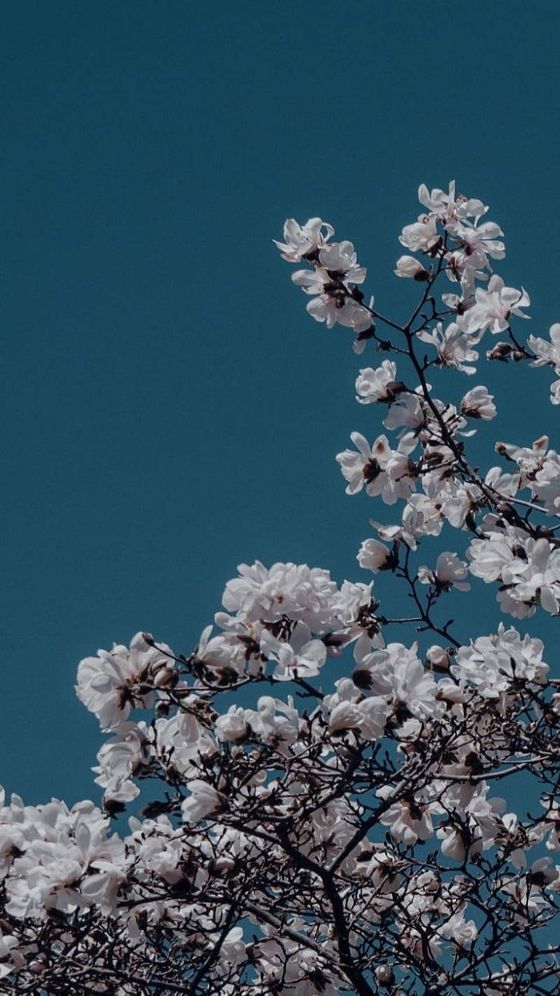 Aesthetic Blue Light Cherry Blossoms Wallpaper