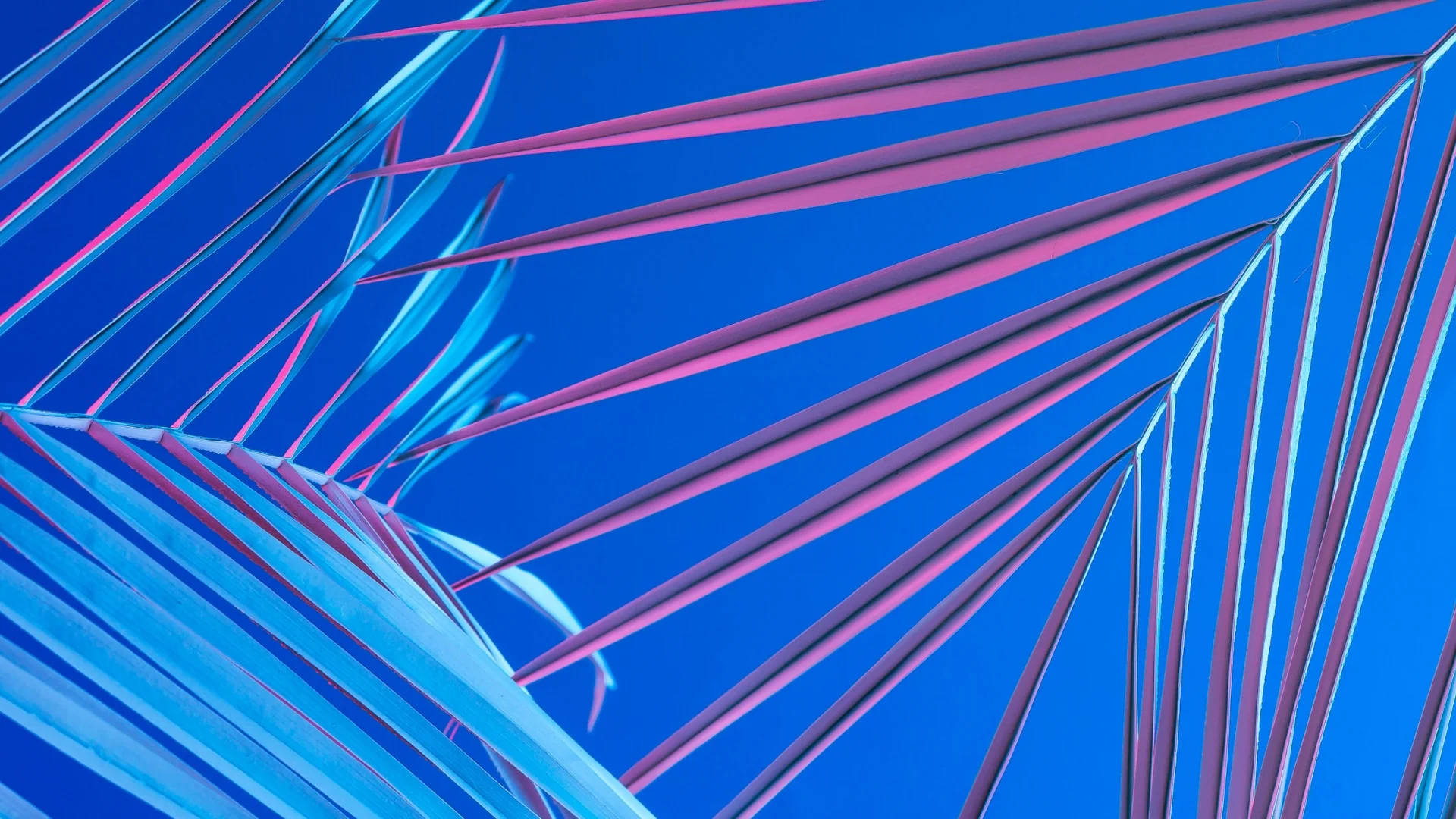Æstetisk blå palme blade Wallpaper