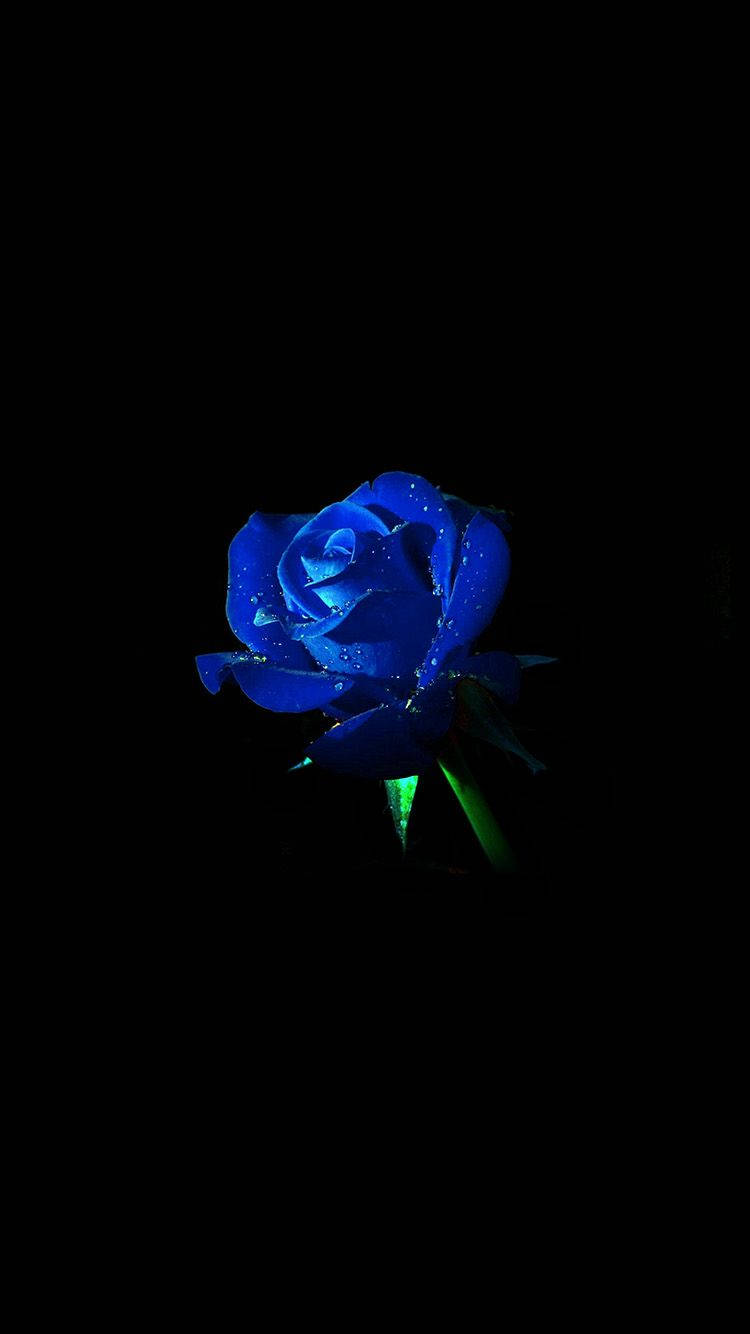 Æstetisk blå rose Iphone tapet. Wallpaper