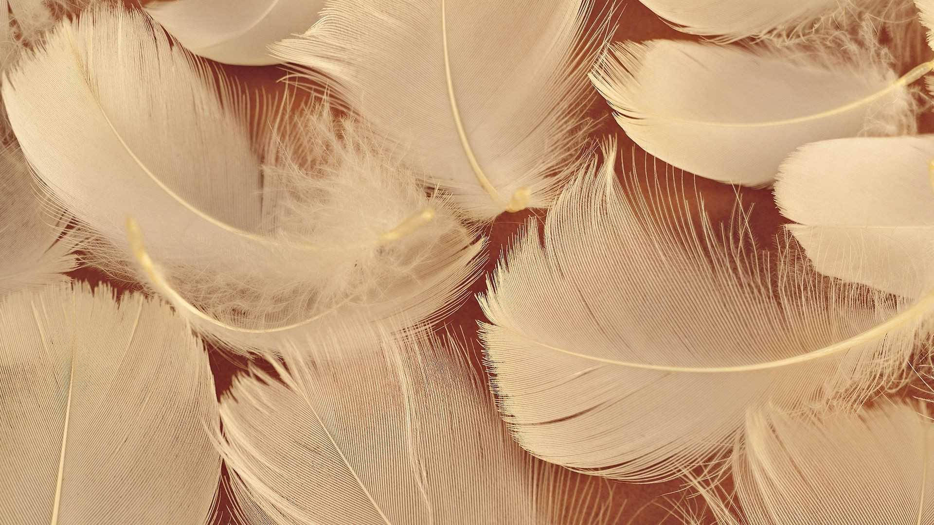 Aesthetic Brown Bird Feathers Wallpaper