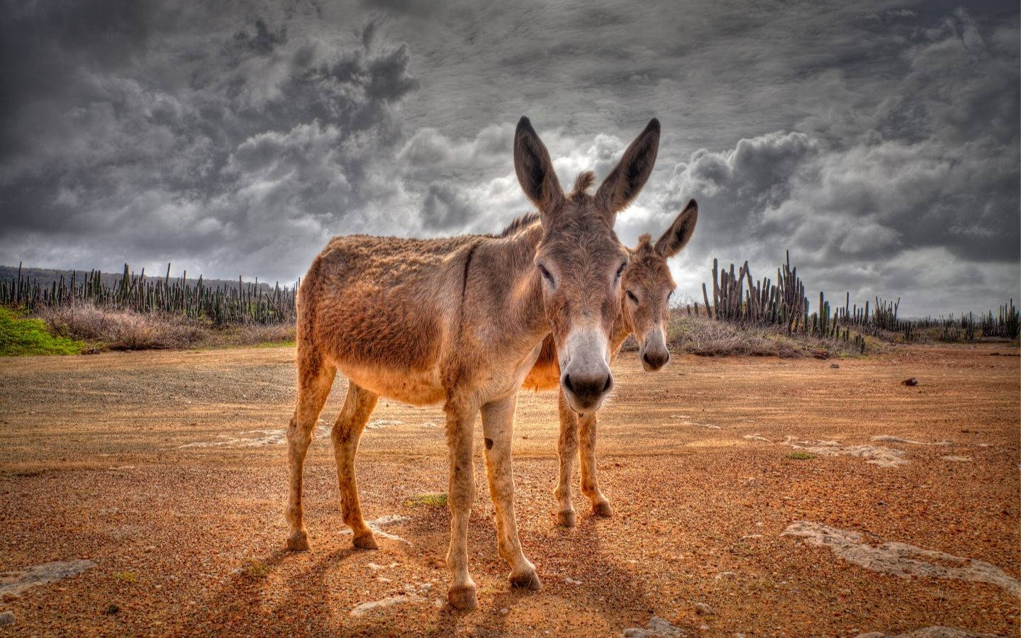 Free Donkey Wallpaper Downloads, [100+] Donkey Wallpapers for FREE |  
