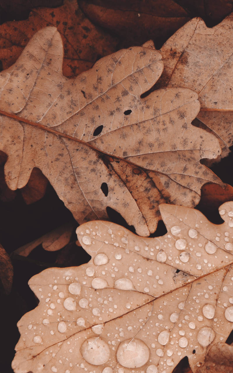of68-nature-fall-leaf-autumn-wallpaper