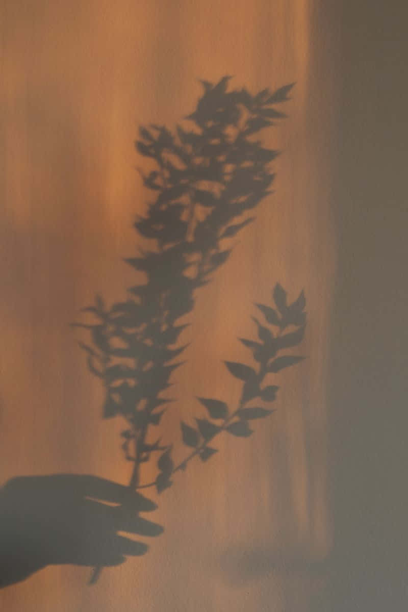 A Shadow Of A Leaf On A Wall
